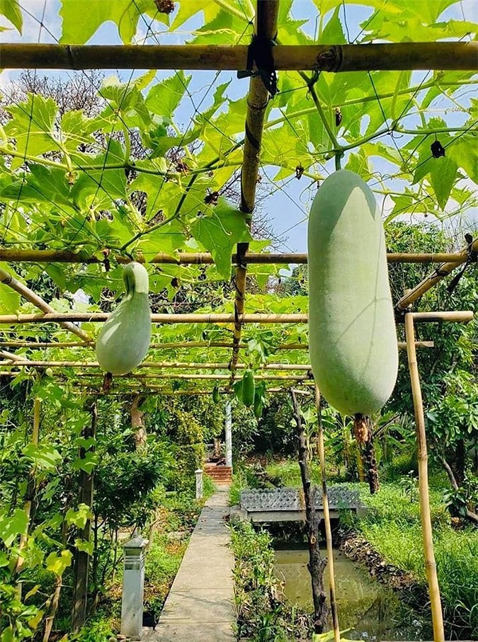 Sao Việt và cuộc sống trồng rau nuôi gà” ở những nông trại tiền tỷ-12