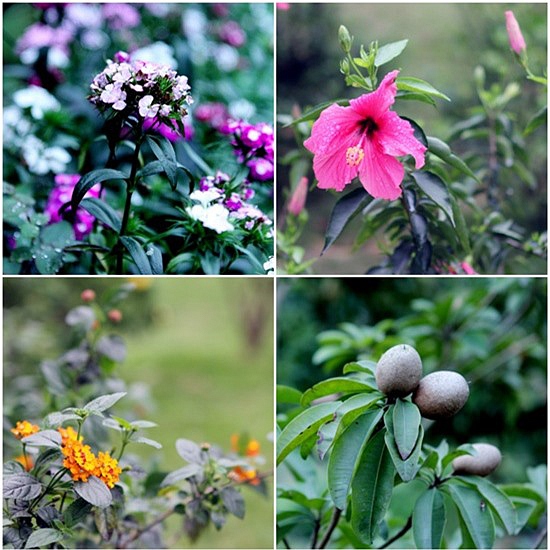 Sao Việt và cuộc sống trồng rau nuôi gà” ở những nông trại tiền tỷ-23