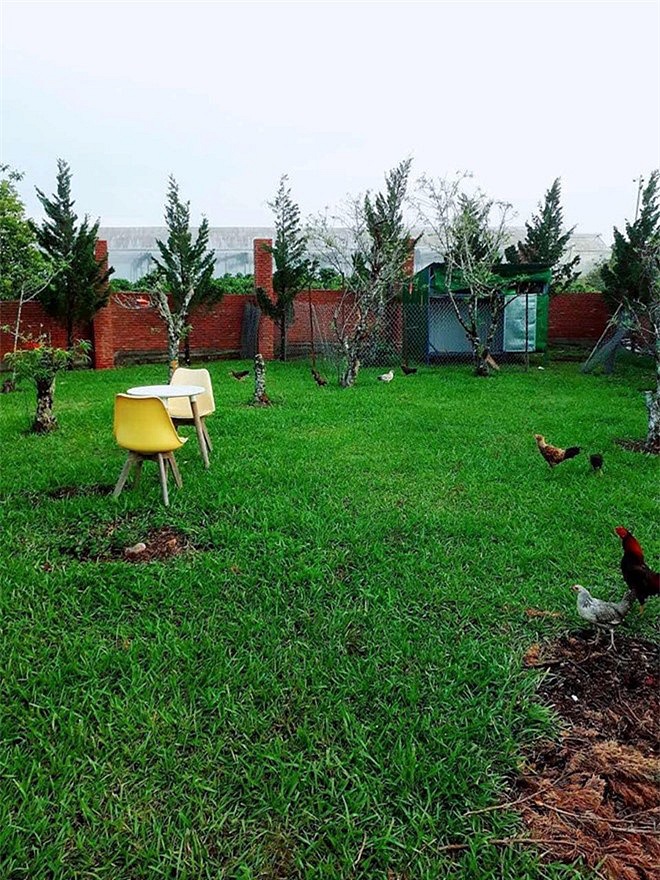 Sao Việt và cuộc sống trồng rau nuôi gà” ở những nông trại tiền tỷ-6