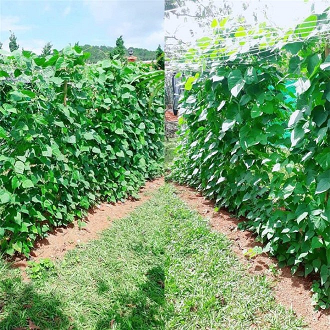 Sao Việt và cuộc sống trồng rau nuôi gà” ở những nông trại tiền tỷ-4