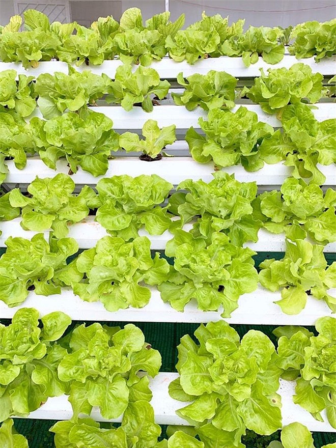 Sao Việt và cuộc sống trồng rau nuôi gà” ở những nông trại tiền tỷ-5