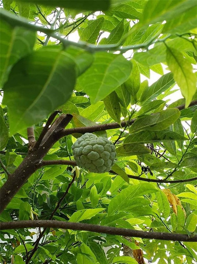 Sao Việt và cuộc sống trồng rau nuôi gà” ở những nông trại tiền tỷ-16