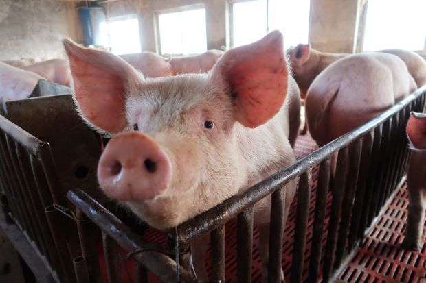 Tết nguyên đán thiếu thịt lợn, giá tăng mạnh suốt năm 2020-1