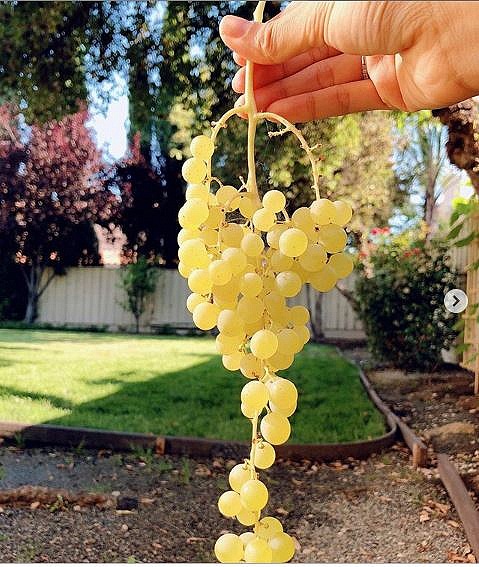 Hé lộ không gian vườn nhà của Hoa hậu Phạm Hương tại Mỹ-5