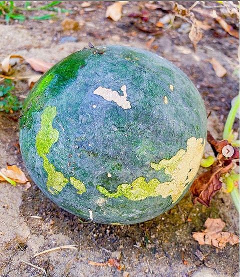 Hé lộ không gian vườn nhà của Hoa hậu Phạm Hương tại Mỹ-3