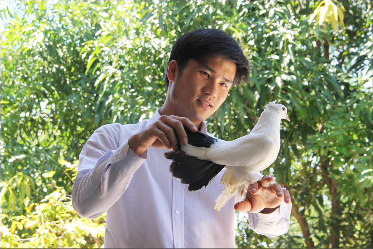 Nuôi bồ câu cảnh hái ra tiền, bán 1 cặp bồ câu thổi kèn giá 2 triệu-1