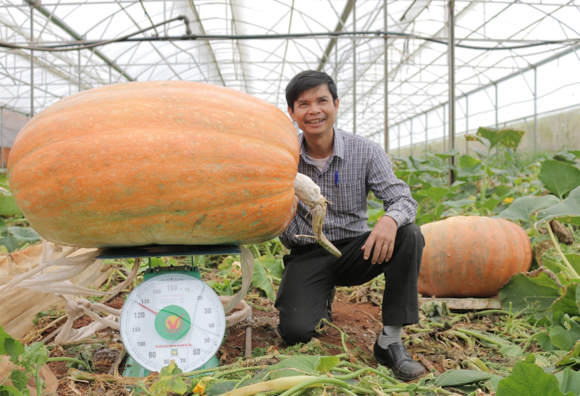 Quả bí ngô siêu to khổng lồ nhất Việt Nam-1