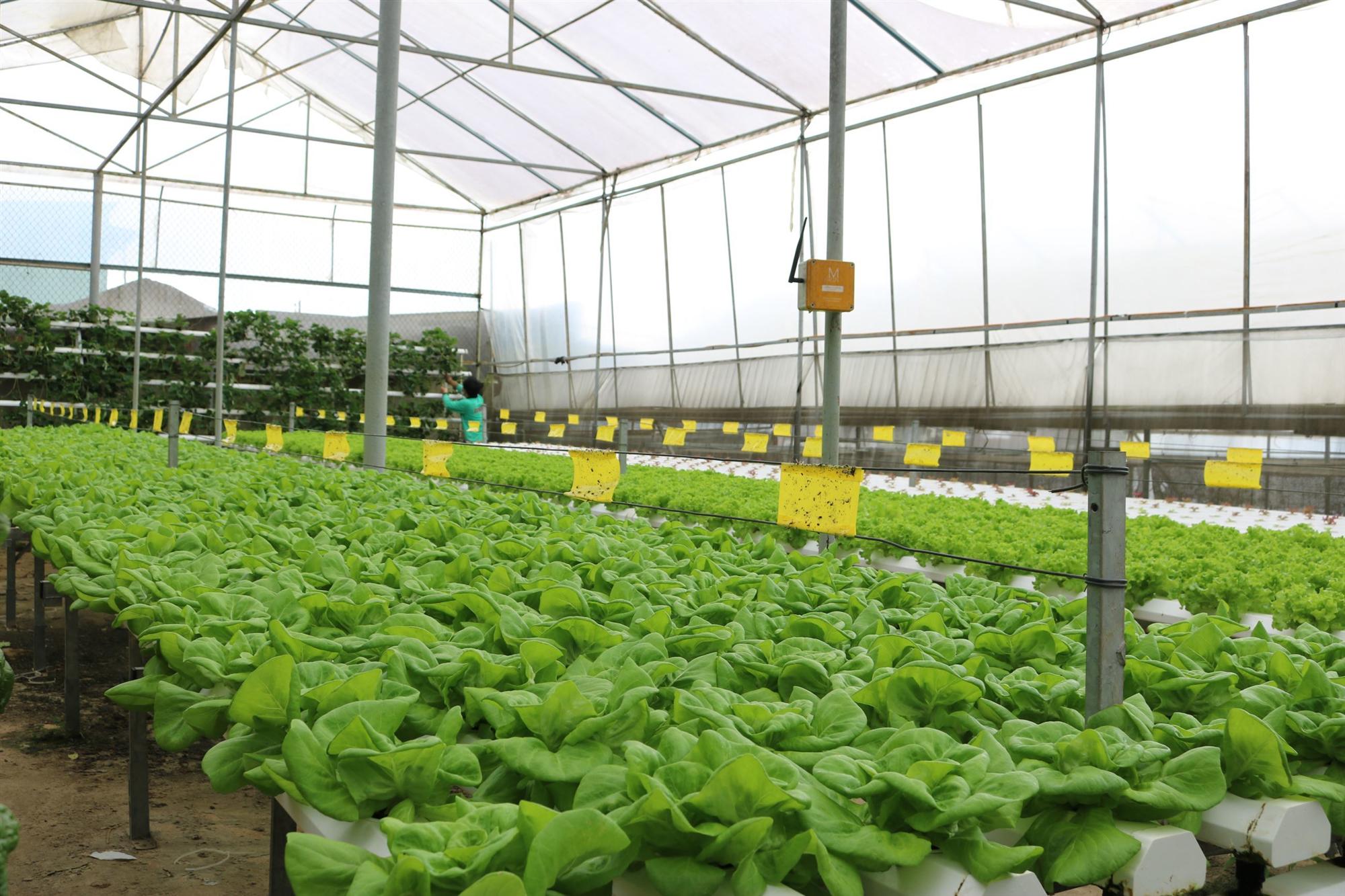 Quả bí ngô siêu to khổng lồ nhất Việt Nam-5