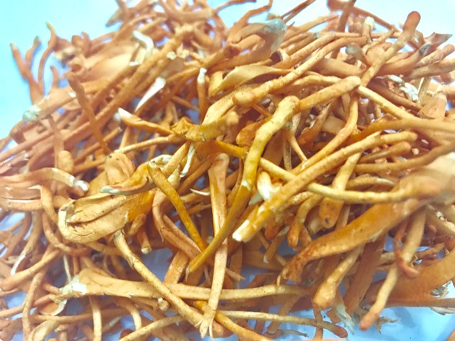 Bỏ lương 14 triệu/tháng về quê trồng siêu nấm” kiếm 500 triệu/năm-4