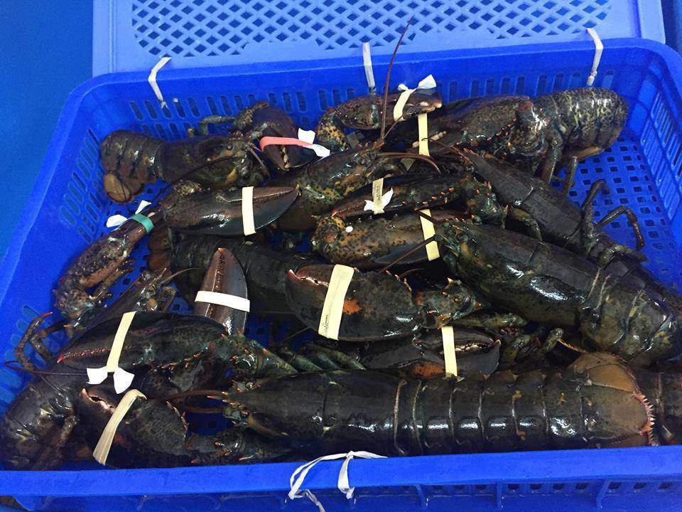 Nghe tin tôm hùm Alaska 170.000 đồng/kg, dân đổ xô đi mua mới… ngã ngửa”-2