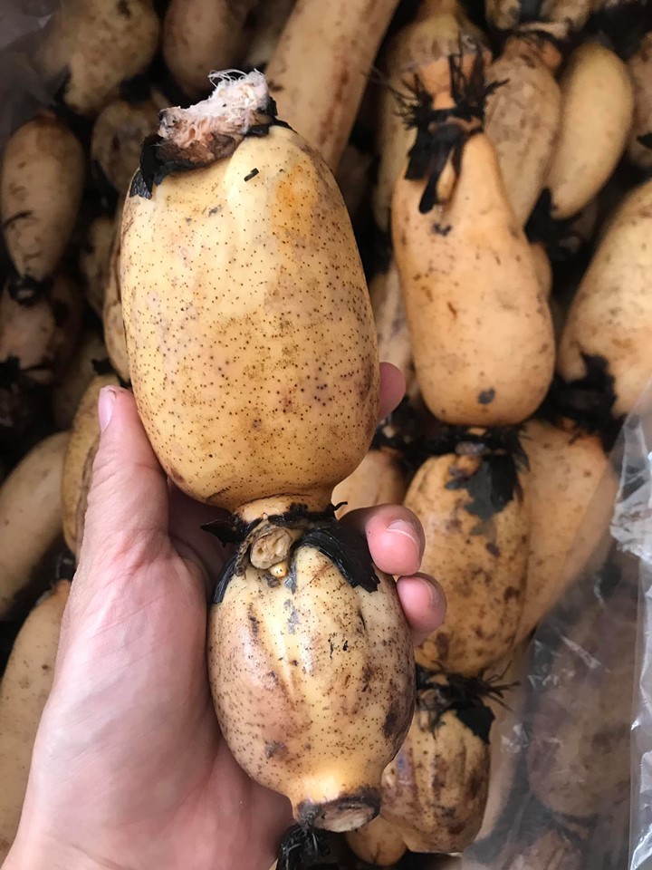 Loại củ Hàn Quốc quý như nhân sâm, Việt Nam lăn lóc bán đầy chợ-2