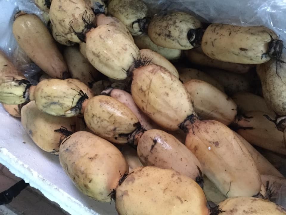 Loại củ Hàn Quốc quý như nhân sâm, Việt Nam lăn lóc bán đầy chợ-3