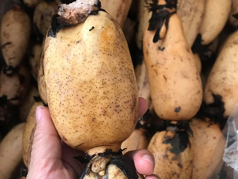 Người Nhật gọi là nhân sâm châu Á ai ngờ giá rẻ bất ngờ-9