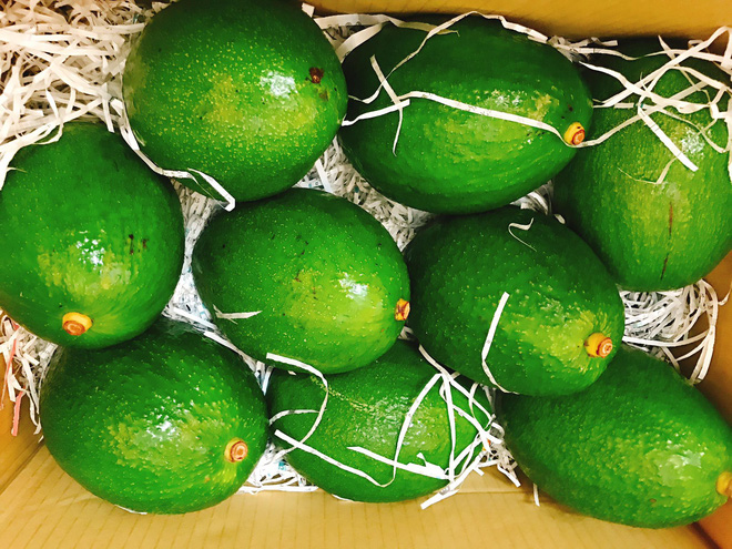 Chi nửa triệu mua quả bơ sáp khổng lồ nặng 1kg-1