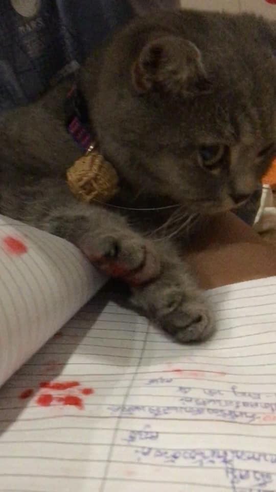 Không dám đưa sổ liên lạc cho bố mẹ, cậu bé tìm phụ huynh rởm ký thay nhưng danh tính khiến ai nấy cười đau bụng-4