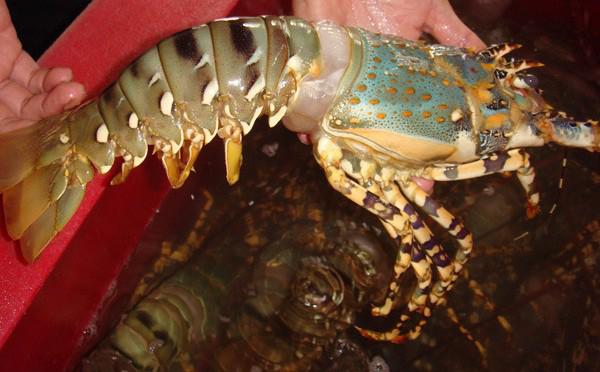 Chọn tôm tươi ngon cứ nhìn vào điểm này, đảm bảo bách phát bách trúng, người bán cũng nể phục-2