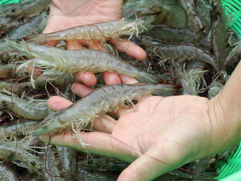 Thêm 1 bước này, tôm bảo quản trong tủ lạnh tươi như mới lại không bị mùi-4