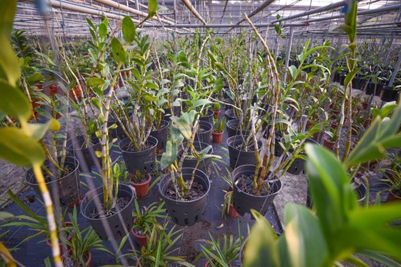 Đột nhập vườn lan rộng 2ha cả trăm loại vạn người mê ở Hòa Bình-1