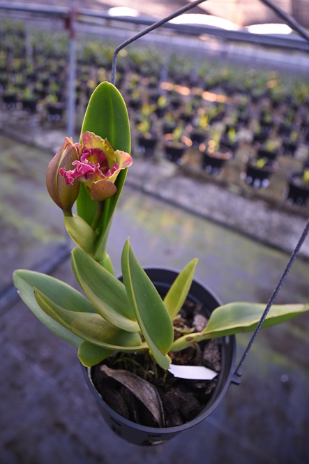 Đột nhập vườn lan rộng 2ha cả trăm loại vạn người mê ở Hòa Bình-10