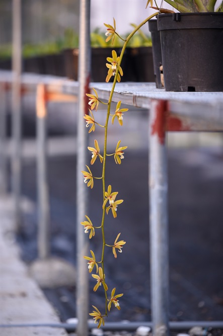 Đột nhập vườn lan rộng 2ha cả trăm loại vạn người mê ở Hòa Bình-11