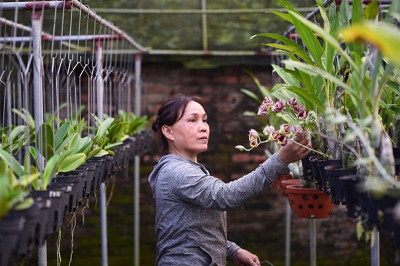 Đột nhập vườn lan rộng 2ha cả trăm loại vạn người mê ở Hòa Bình-12