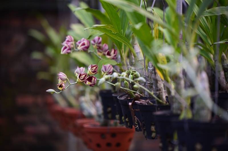 Đột nhập vườn lan rộng 2ha cả trăm loại vạn người mê ở Hòa Bình-13