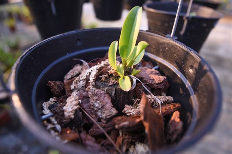 Đột nhập vườn lan rộng 2ha cả trăm loại vạn người mê ở Hòa Bình-2