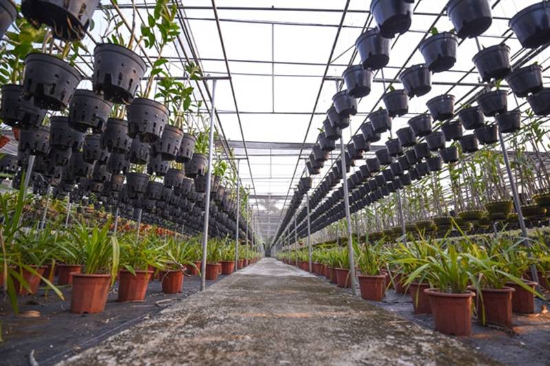 Đột nhập vườn lan rộng 2ha cả trăm loại vạn người mê ở Hòa Bình-3