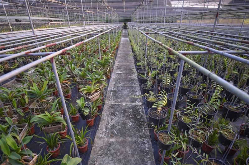 Đột nhập vườn lan rộng 2ha cả trăm loại vạn người mê ở Hòa Bình-4