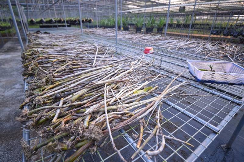 Đột nhập vườn lan rộng 2ha cả trăm loại vạn người mê ở Hòa Bình-5