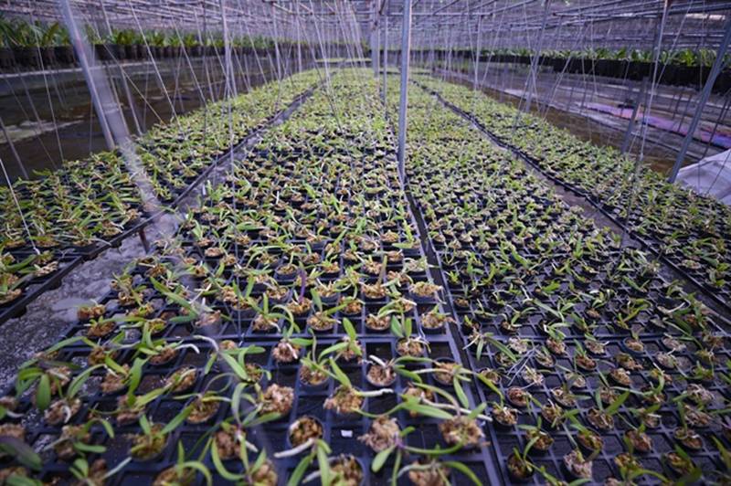 Đột nhập vườn lan rộng 2ha cả trăm loại vạn người mê ở Hòa Bình-6