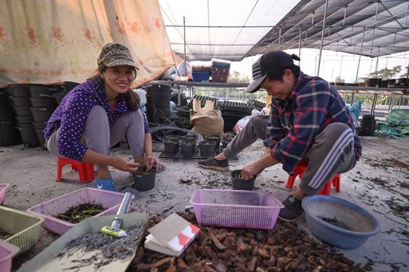 Đột nhập vườn lan rộng 2ha cả trăm loại vạn người mê ở Hòa Bình-7