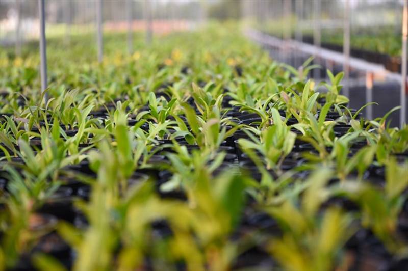 Đột nhập vườn lan rộng 2ha cả trăm loại vạn người mê ở Hòa Bình-9