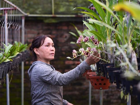 Trại lan khổng lồ và gã khùng mang lan ngọc điểm trả về rừng-2