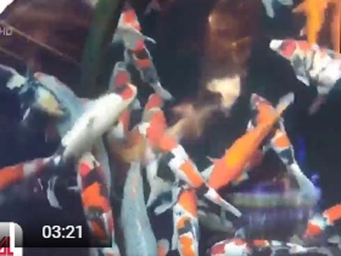 Đại diện ca sĩ Quang Hà xin lỗi khán giả khi liveshow phải hủy do cháy Cung Việt Xô-1