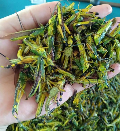 Châu chấu thành đặc sản, chị em Hà thành đổ xô mua làm món nhậu chiều chồng-1