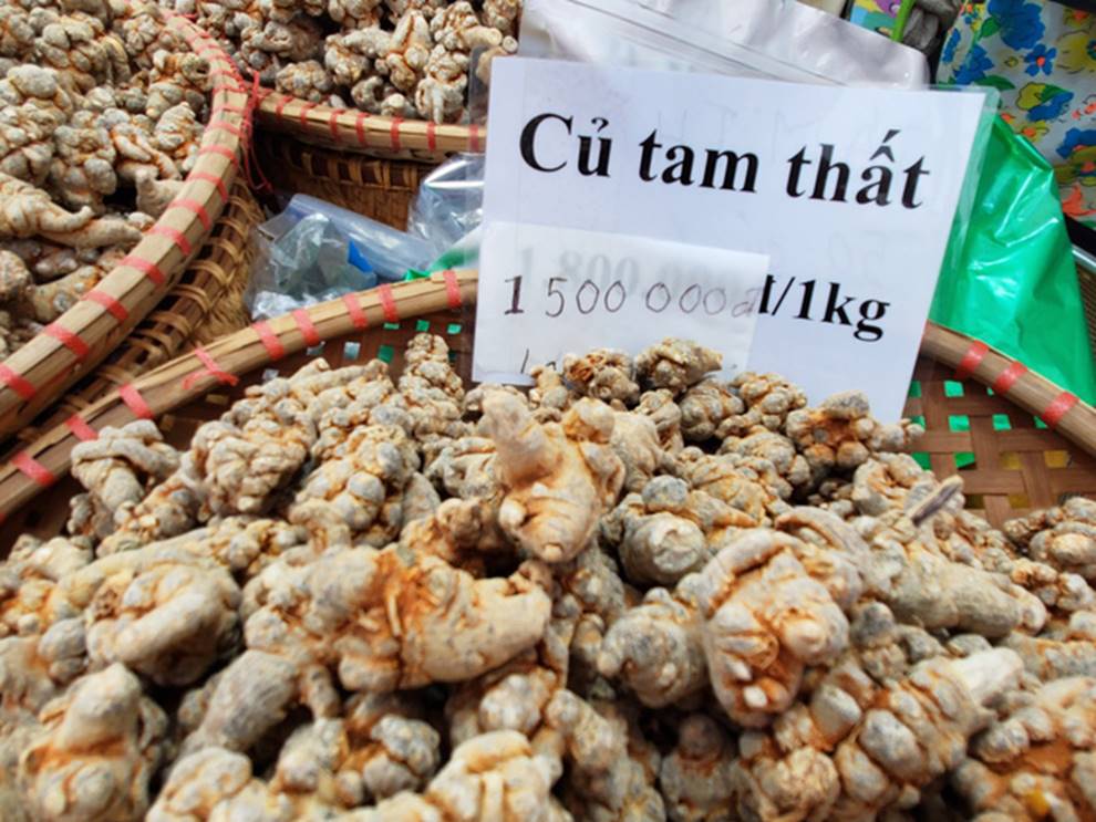 Hoa tam thất hàng hiếm rao giá bạc triệu vẫn được săn đón-2