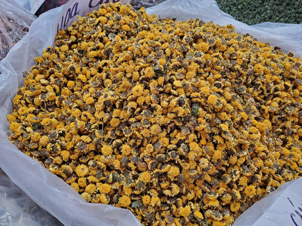 Hoa tam thất hàng hiếm rao giá bạc triệu vẫn được săn đón-3