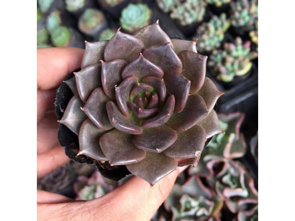 Mệnh Thổ hợp cây gì để sự nghiệp hanh thông, tài lộc đầy nhà?-1