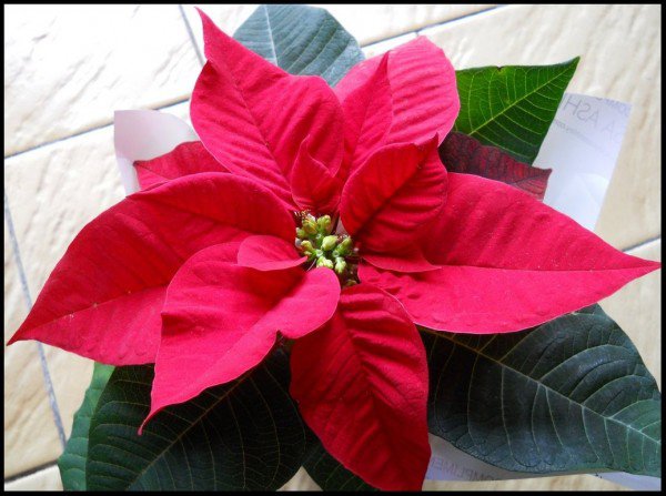 Mệnh Thổ hợp cây gì để sự nghiệp hanh thông, tài lộc đầy nhà?-3