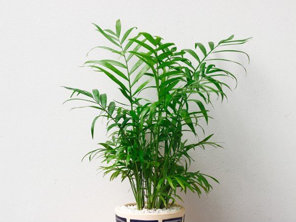 Mệnh Thổ hợp cây gì để sự nghiệp hanh thông, tài lộc đầy nhà?-6