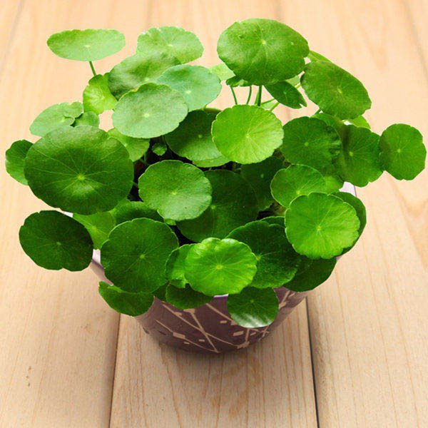 Mệnh Thổ hợp cây gì để sự nghiệp hanh thông, tài lộc đầy nhà?-7