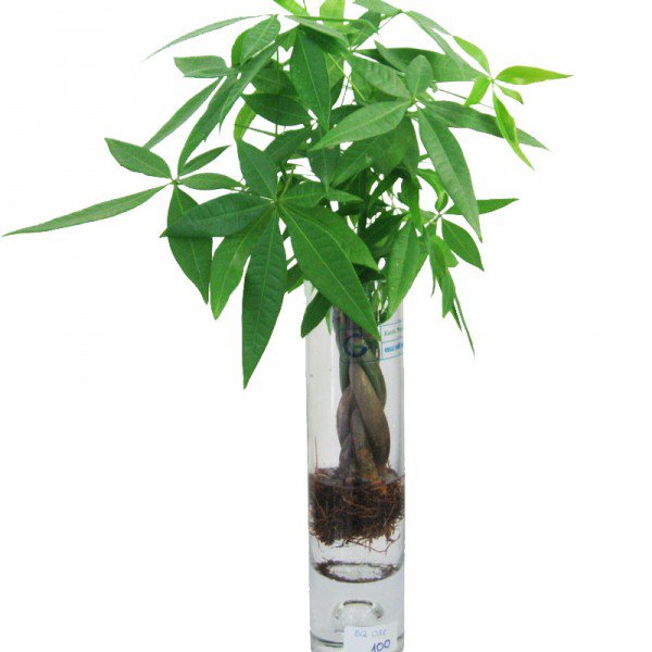 Mệnh Thổ hợp cây gì để sự nghiệp hanh thông, tài lộc đầy nhà?-8