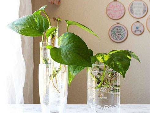 Mệnh Thổ hợp cây gì để sự nghiệp hanh thông, tài lộc đầy nhà?