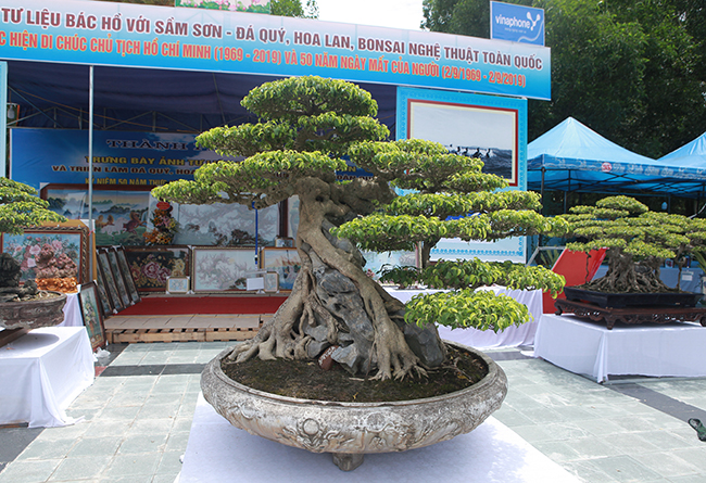Siêu cây Việt Nam” giá 23 tỷ khiến giới chơi cây sửng sốt-1