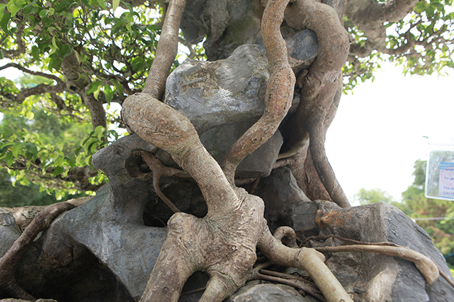 Siêu cây Việt Nam” giá 23 tỷ khiến giới chơi cây sửng sốt-4