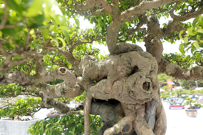 Siêu cây Việt Nam” giá 23 tỷ khiến giới chơi cây sửng sốt-5