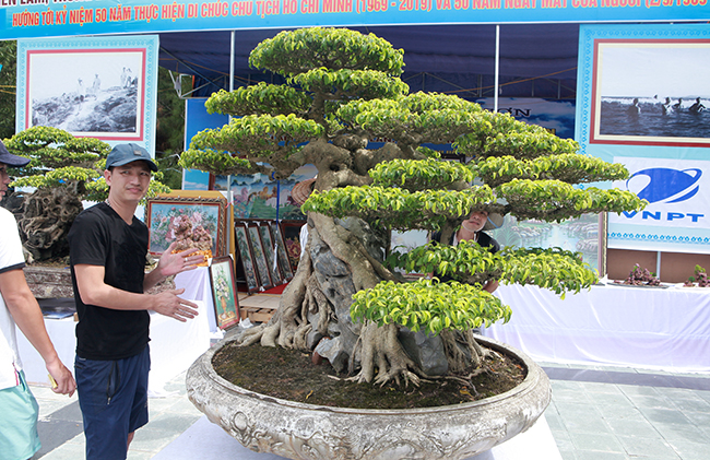 Siêu cây Việt Nam” giá 23 tỷ khiến giới chơi cây sửng sốt-8
