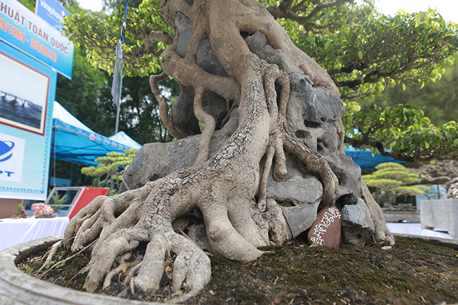 Siêu cây Việt Nam” giá 23 tỷ khiến giới chơi cây sửng sốt-9