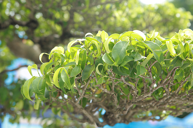 Siêu cây Việt Nam” giá 23 tỷ khiến giới chơi cây sửng sốt-10